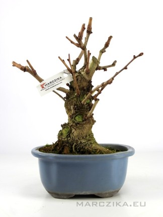 Ginkgo biloba bonsai