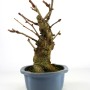 Ginkgo biloba bonsai