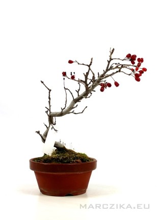 Photinia villosa bonsai előanyag