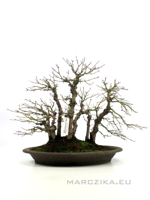Acer palmatum in Yose ue style