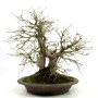 Acer palmatum in Yose ue style