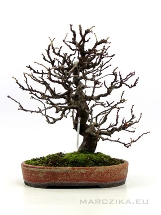 Pseudocydonia sinensis -  Chinese quince bonsai