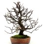 Pseudocydonia sinensis - Kínai álbirs bonsai