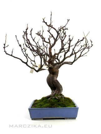 Pseudocydonia sinensis - Kínai álbirs bonsai