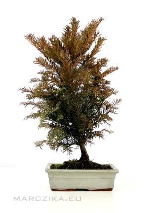 Taxus baccata bonsai előanyag