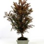 Taxus baccata bonsai előanyag
