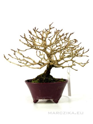 Premna japonica - Szagos juhar bonsai