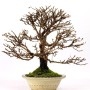 Potentilla fruiticosa - Cserjés pimpó bonsai