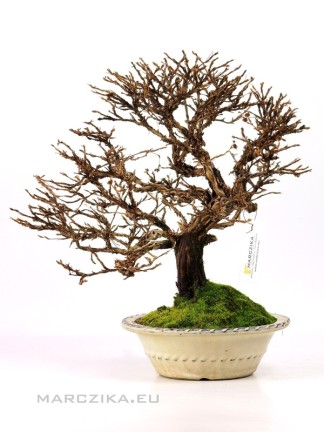 Potentilla fruiticosa - Cserjés pimpó bonsai