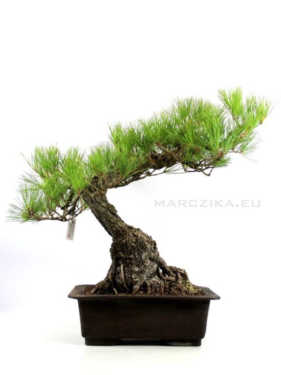Pinus thunbergii - Japán feketefenyő bonsai előanyag