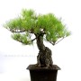 Pinus thunbergii - Japán feketefenyő bonsai előanyag