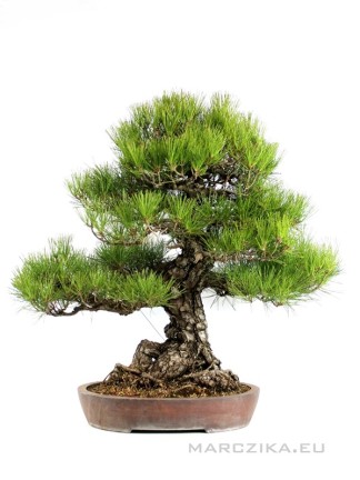 Pinus thunbergii - Japán feketefenyő bonsai