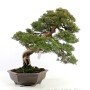 Juniperus chinensis - Chinese juniper bonsai