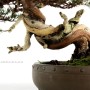 Juniperus chinensis 'Itoigawa' - Japán bonsai 01.