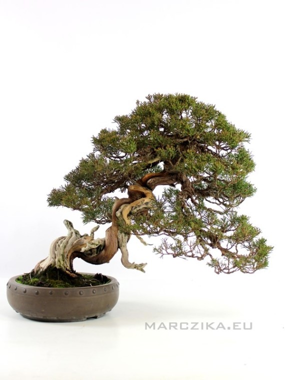 Juniperus chinensis 'Itoigawa' - Japanese bonsai 01.
