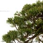 Juniperus chinensis 'Itoigawa' - Japanese bonsai 01.