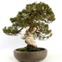 Juniperus chinensis 'Itoigawa' - Japán bonsai 01.