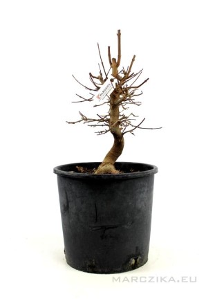 Acer buergerianum - Háromerű juhar bonsai előanyag 02.