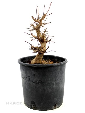 Acer buergerianum - Háromerű juhar bonsai előanyag 03.