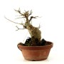 Acer buergerianum bonsai előanyag