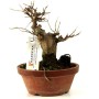 Acer buergerianum bonsai előanyag