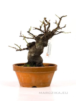 Pseudocydonia sinensis - Kínai álbirs bonsai előanyag