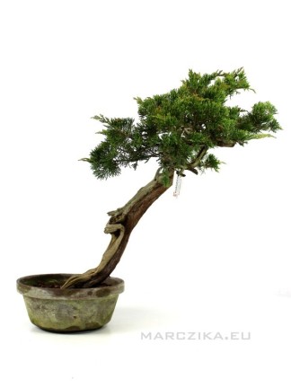 Juniperus sabina - Savin juniper pre-bonsai