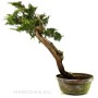 Juniperus sabina - Nehézszagú boróka bonsai előanyag