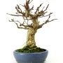 Euonymus alatus - Szárnyas kecskerágó bonsai