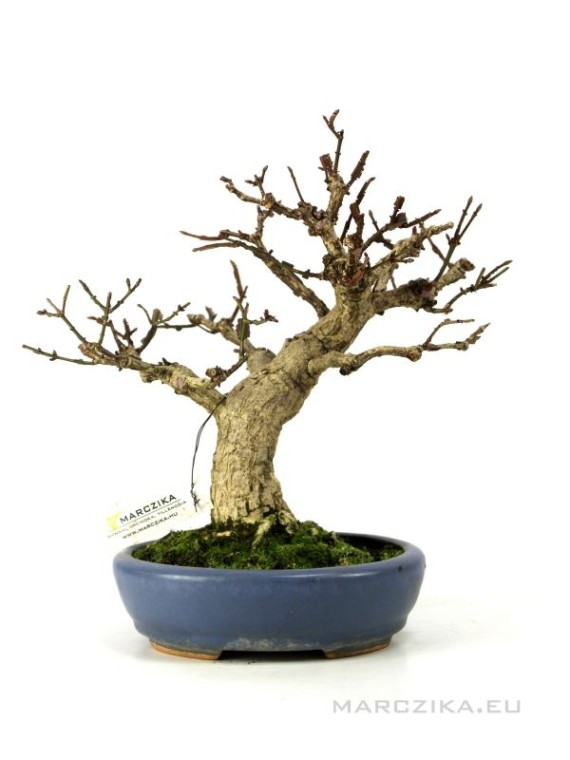 Euonymus alatus - Burning bush bonsai