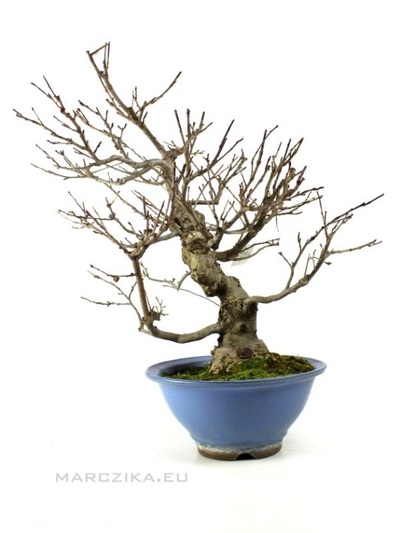 Ilex serrata bonsai előanyag
