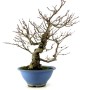 Ilex serrata bonsai előanyag