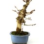 Ginkgo biloba bonsai 02.