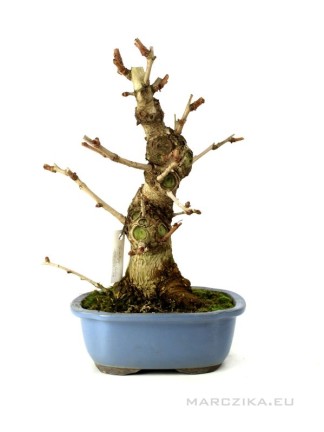 Ginkgo biloba bonsai 02.