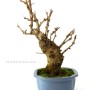 Ginkgo biloba bonsai 03.