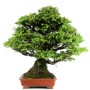 Picea jezoensis bonsai