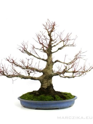 Acer palmatum - Japán juhar bonsai