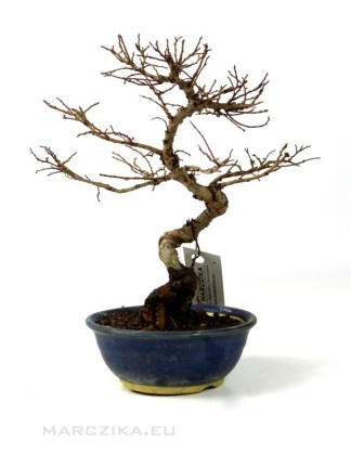 Ulmus parvifolia shohin bonsai