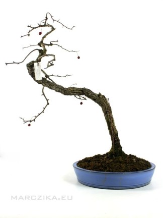 Crataegus monogyna - Oneseed hawthorn bonsai