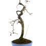 Crataegus monogyna - Egybibés galagonya bonsai