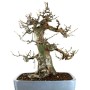 Pseudocydonia sinensis bonsai