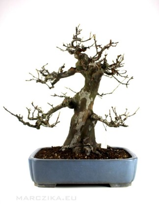 Pseudocydonia sinensis bonsai