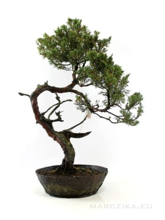 Juniperus sabina - Savin juniper raw material bonsai