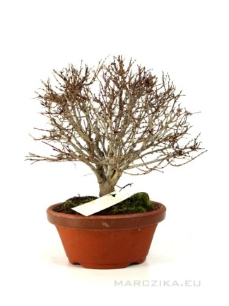 Zelkova serrata - Japán gyertyánszil bonsai előanyag