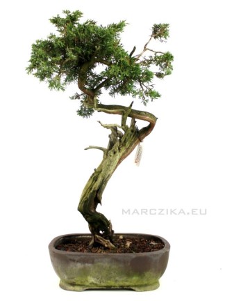 Juniperus sabina - Nehézszagú boróka bonsai előanyag