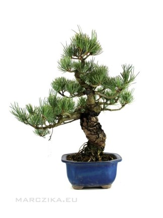 Pinus parviflora - Japán fehérfenyő bonsai