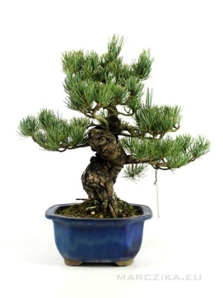 Pinus parviflora - Japán fehérfenyő bonsai