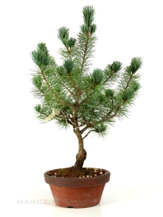Pinus parviflora - Japán fehérfenyő bonsai előanyag