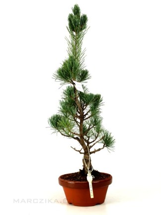 Pinus parviflora - Japán fehérfenyő bonsai előanyag
