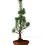 Pinus parviflora - White pine pre-bonsai